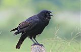 Fish Crow